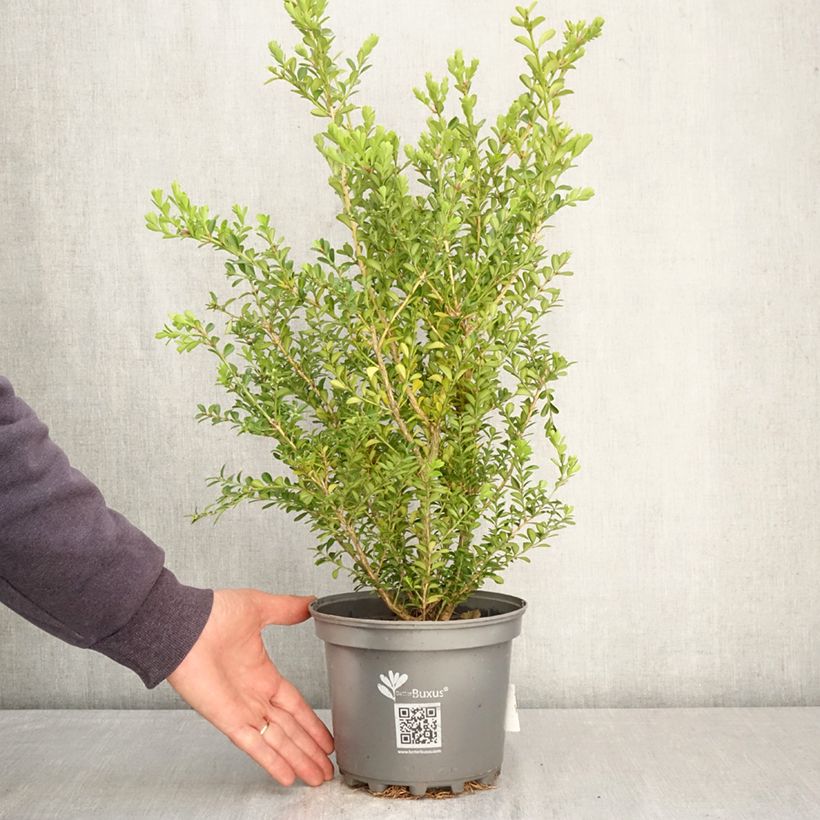 Buis - Buxus Betterbuxus Renaissance Vaso da 3L/4L esemplare consegnato in primavera