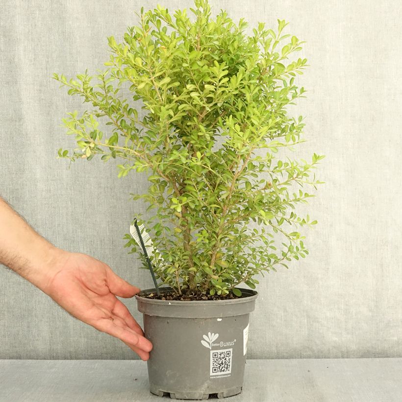 Esemplare di Buxus Betterbuxus Skylight - Bosso Vaso da 3L/4L consegnato in estate