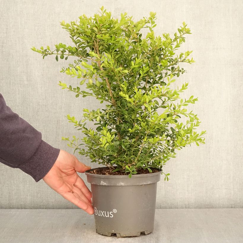 Buis - Buxus Betterbuxus Skylight Vaso da 3L/4L esemplare consegnato in primavera