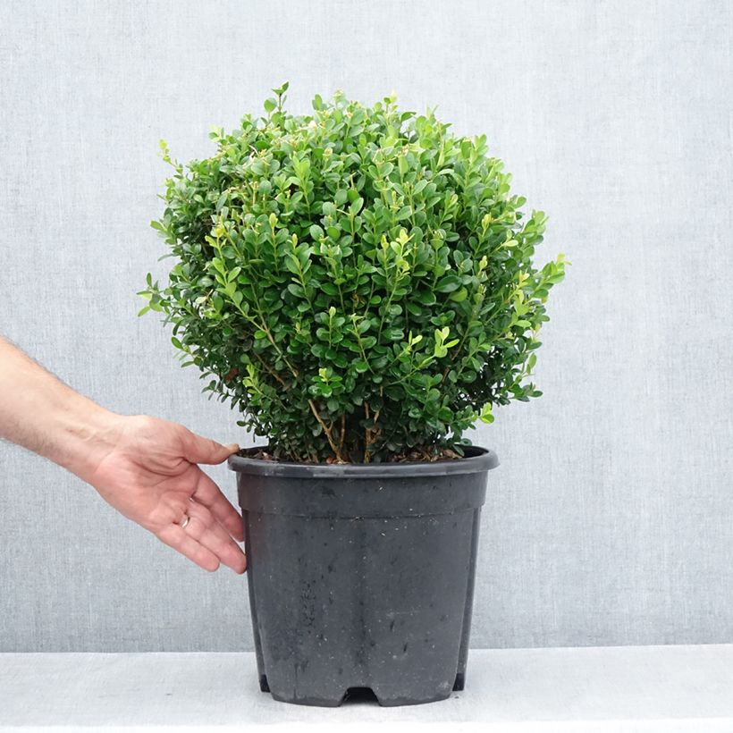 Esemplare di Buxus microphylla Faulkner - Bosso microfillo Vaso da 7,5L/10L, Palla consegnato in estate