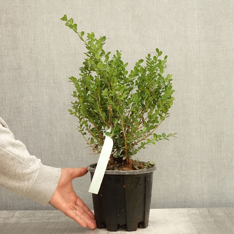 Esemplare di Buxus microphylla Faulkner - Bosso microfillo Vaso da 2L/3L come consegnato in autunno