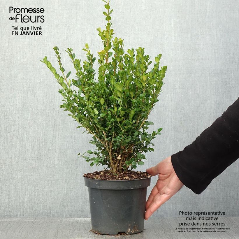 Buxus microphylla Faulkner - Bosso microfillo Vaso da 2L/3L esemplare consegnato in inverno