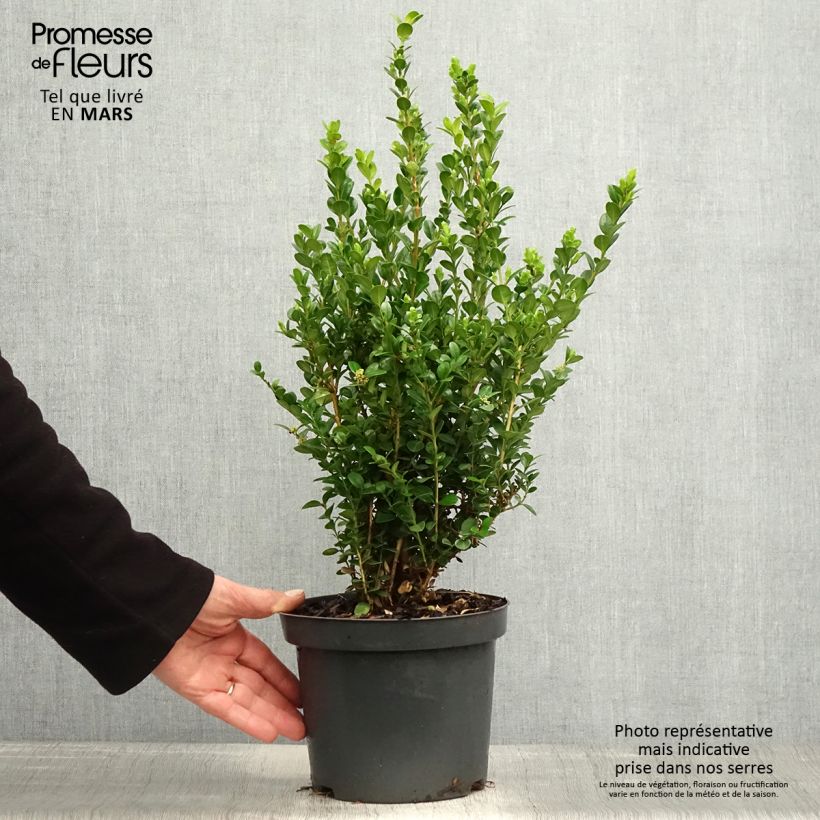 Buxus microphylla Faulkner - Bosso microfillo Vaso da 2L/3L esemplare consegnato in primavera