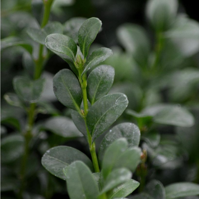 Buxus sempervirens - Bosso (Fogliame)