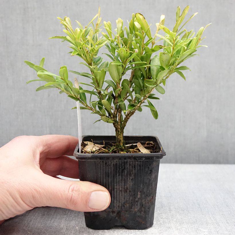 Buxus sinica var. insularis Mipo - Bosso Vasetto da 8/9 cm esemplare consegnato in inverno