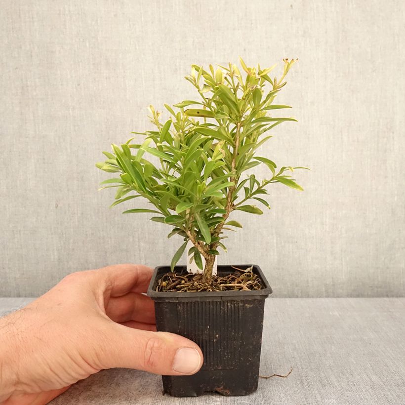 Buis - Buxus sinica var. insularis Mipo Vasetto da 8/9 cm esemplare consegnato in primavera