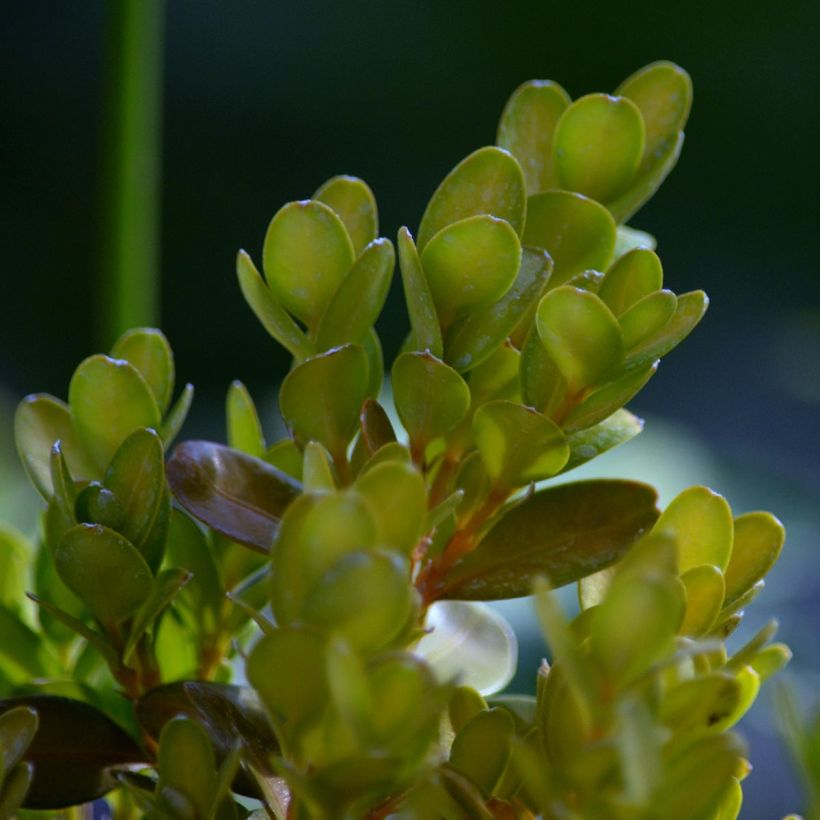 Buxus sempervirens Suffruticosa - Bosso (Fogliame)