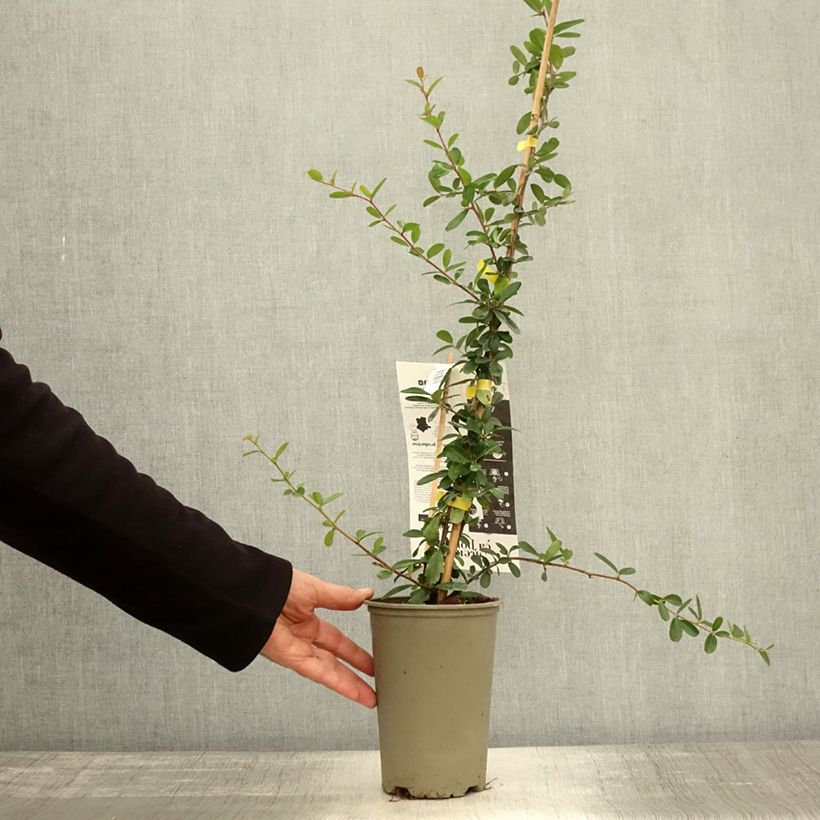 Esemplare di Pyracantha SAPHYR Jaune Vaso da 2L/3L come consegnato in autunno