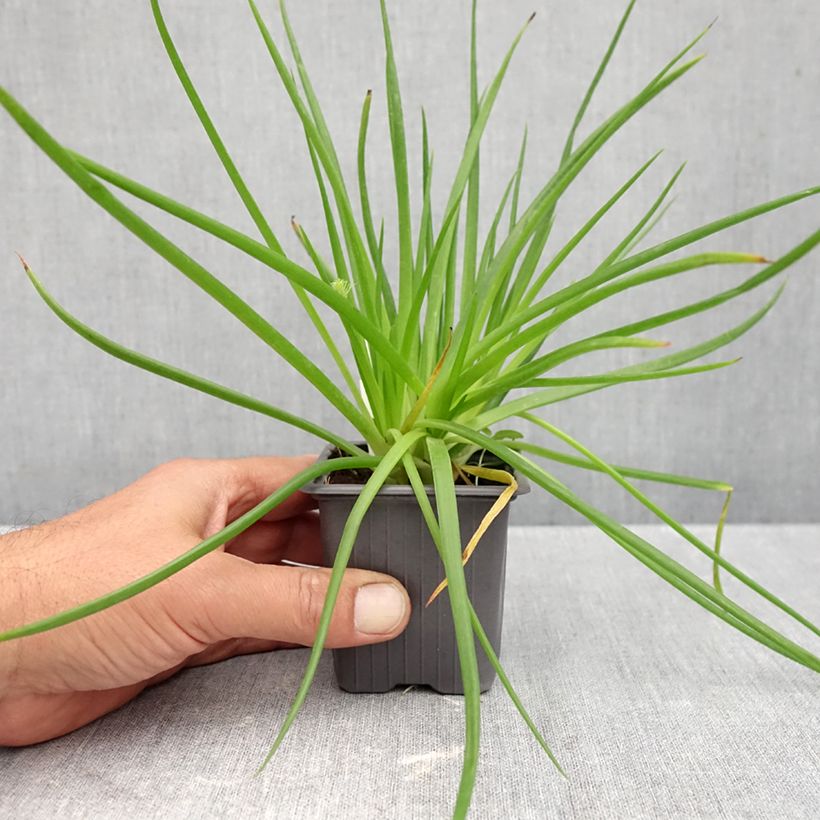 Esemplare di Bulbine frutescens Avera Sunset Orange Vasetto da 8/9 cm come consegnato in autunno