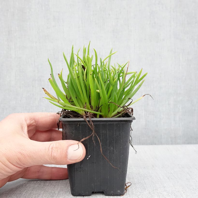 Bulbine frutescens Avera Sunset Orange Vasetto da 8/9 cm esemplare consegnato in primavera