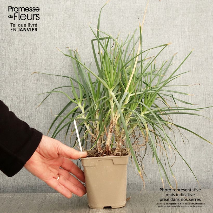 Bulbine frutescens - Fiore di serpente Vaso da 1L/1,5L esemplare consegnato in inverno