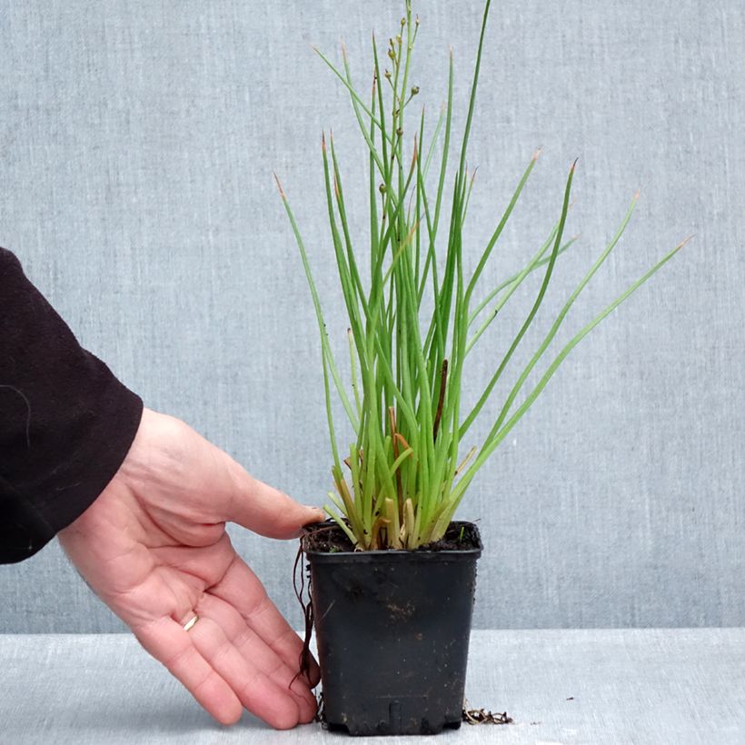 Esemplare di Bulbine frutescens Hallmarck - Fiore di serpente Vasetto da 8/9 cm come consegnato in autunno