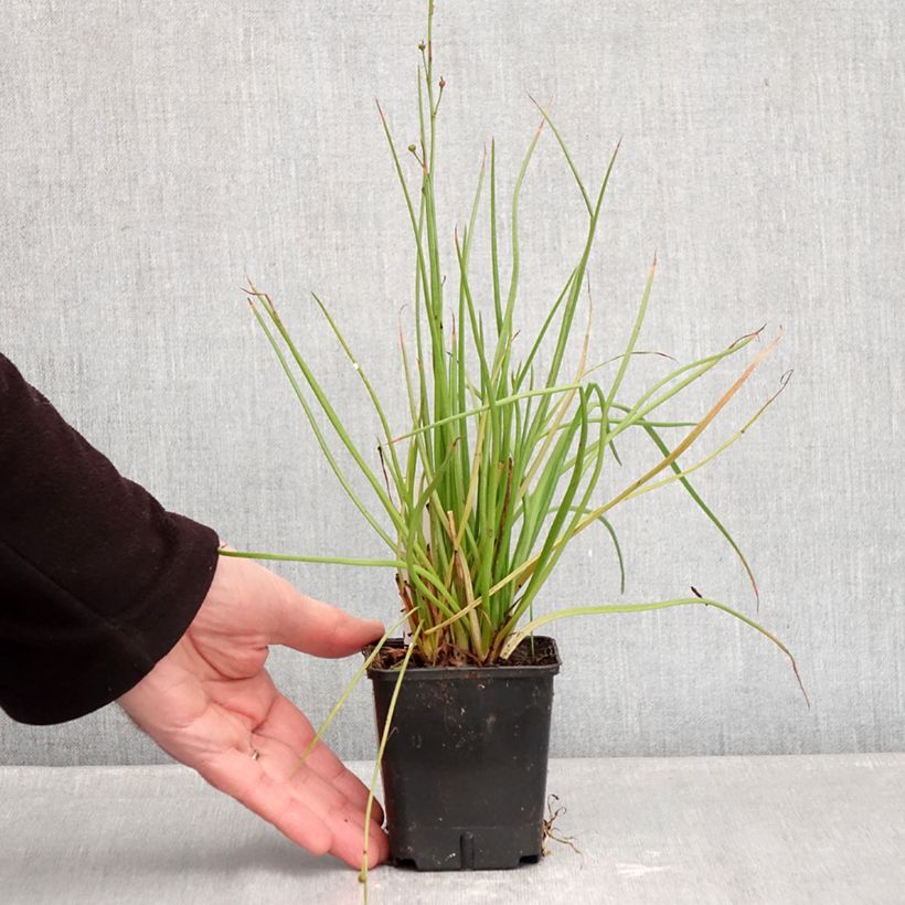 Bulbine frutescens Hallmarck - Fiore di serpente Vasetto da 8/9 cm esemplare consegnato in inverno