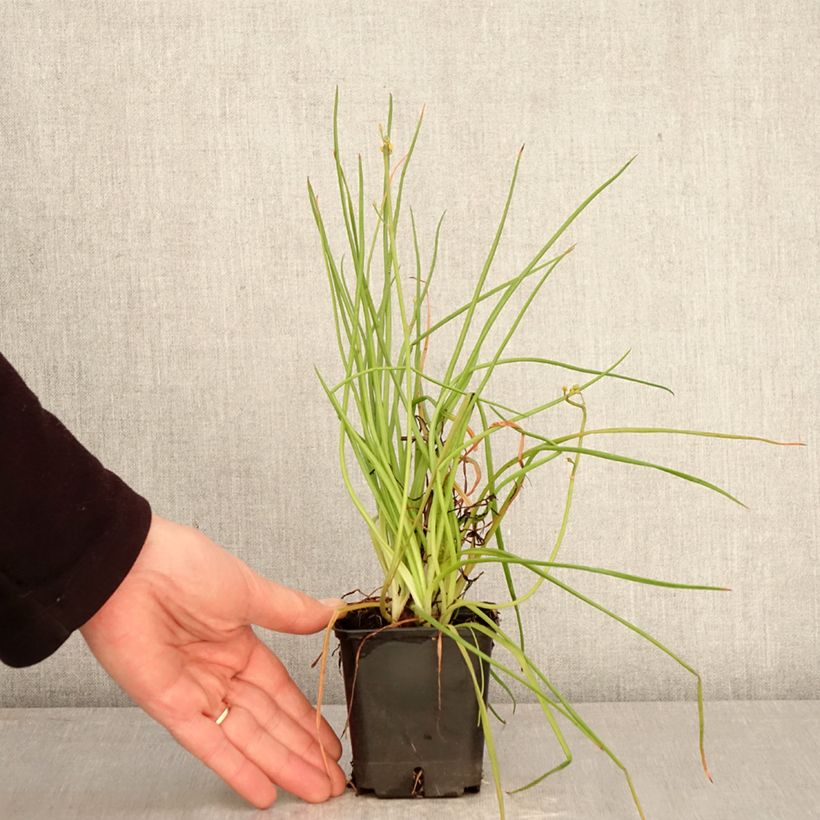 Bulbine frutescens Hallmarck - Fiore di serpente Vasetto da 8/9 cm esemplare consegnato in primavera