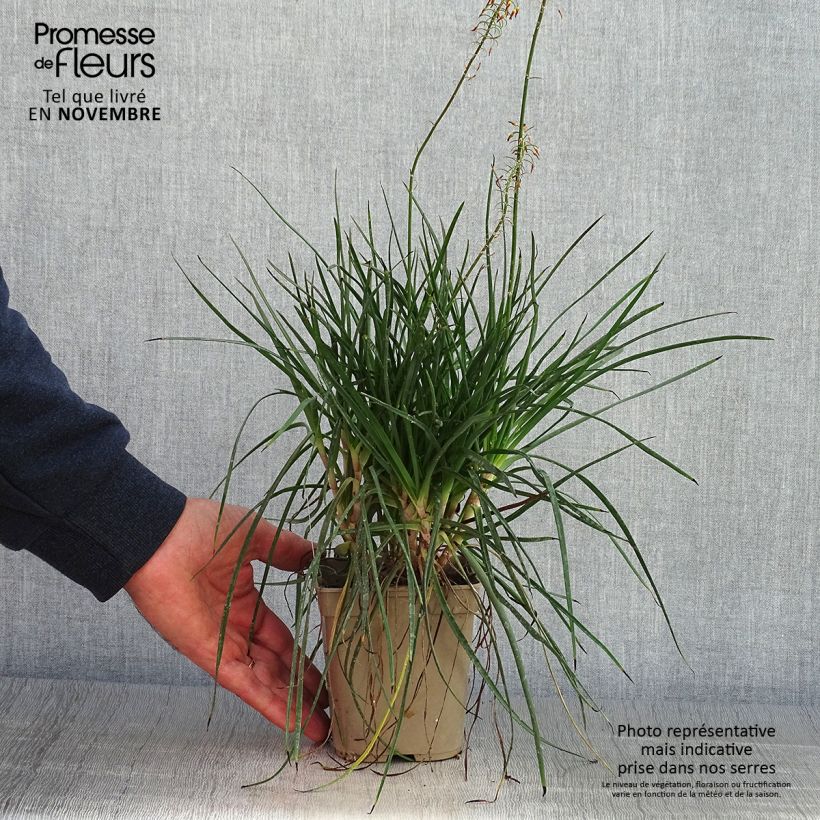 Esemplare di Bulbine frutescens Hallmarck - Fiore di serpente Vaso da 1L/1,5L come consegnato in autunno