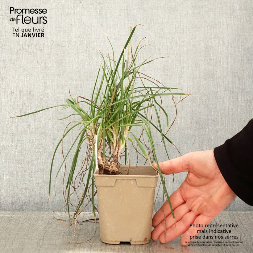 Bulbine frutescens Hallmarck - Fiore di serpente Vaso da 1L/1,5L esemplare consegnato in inverno