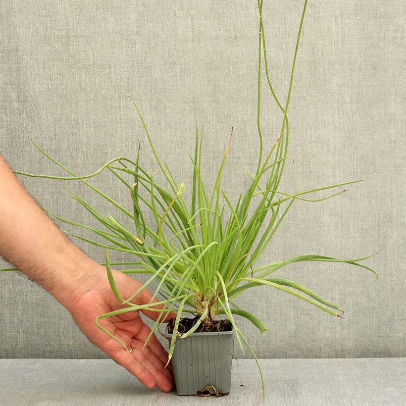Esemplare di Bulbine frutescens Medicus - Fiore di serpente Vasetto da 8/9 cm consegnato in estate