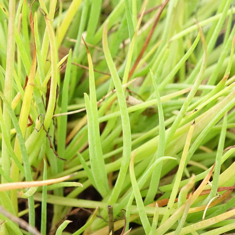 Bulbine frutescens Medicus - Fiore di serpente (Fogliame)