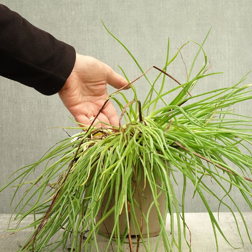 Esemplare di Bulbine frutescens Medicus - Fiore di serpente Vaso da 3L/4L come consegnato in autunno