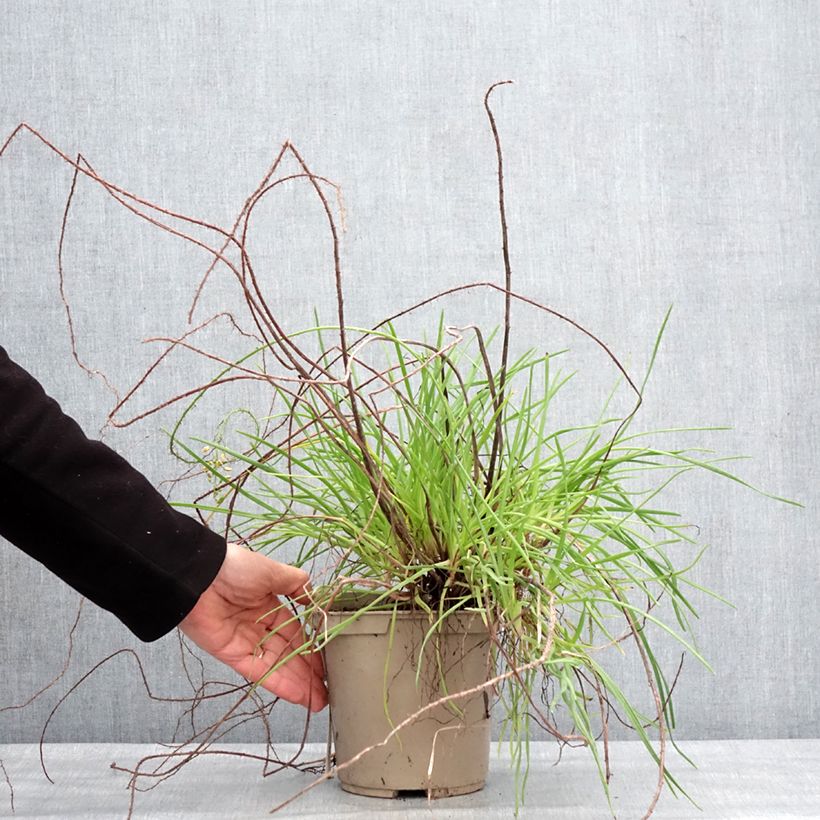 Bulbine frutescens Medicus - Fiore di serpente Vaso da 3L/4L esemplare consegnato in inverno