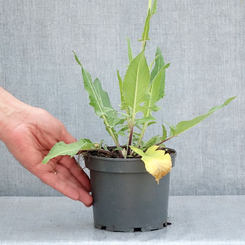 Bunias orientalis - Cascellore orientale Vaso da 1,5L/2L esemplare consegnato in primavera