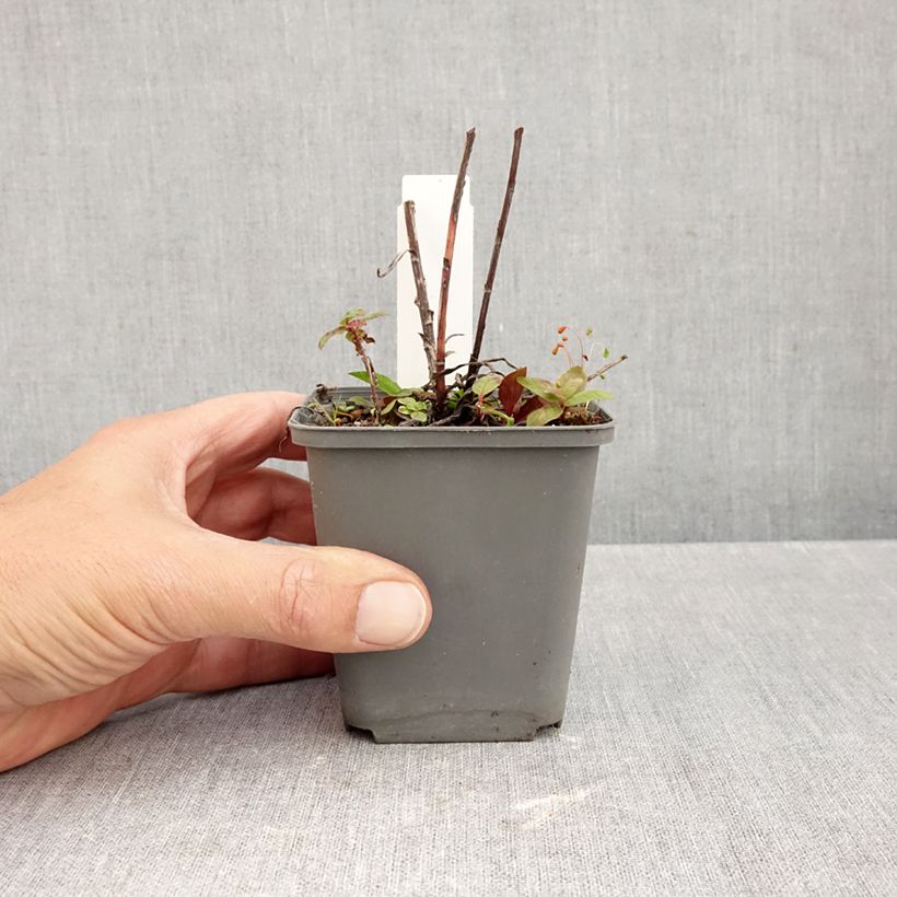 Esemplare di Buphthalmum salicifolium Alpen Gold - Asteroide salicina Vasetto da 8/9 cm come consegnato in autunno