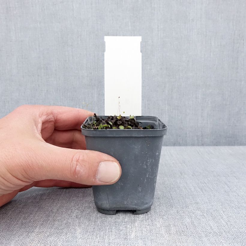 Buphthalmum salicifolium Dora - Asteroide salicina Vasetto da 8/9 cm esemplare consegnato in primavera