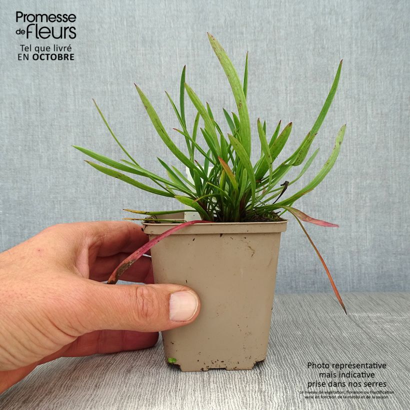 Esemplare di Bupleurum falcatum - Bupleuro falcato Vasetto da 8/9 cm come consegnato in autunno