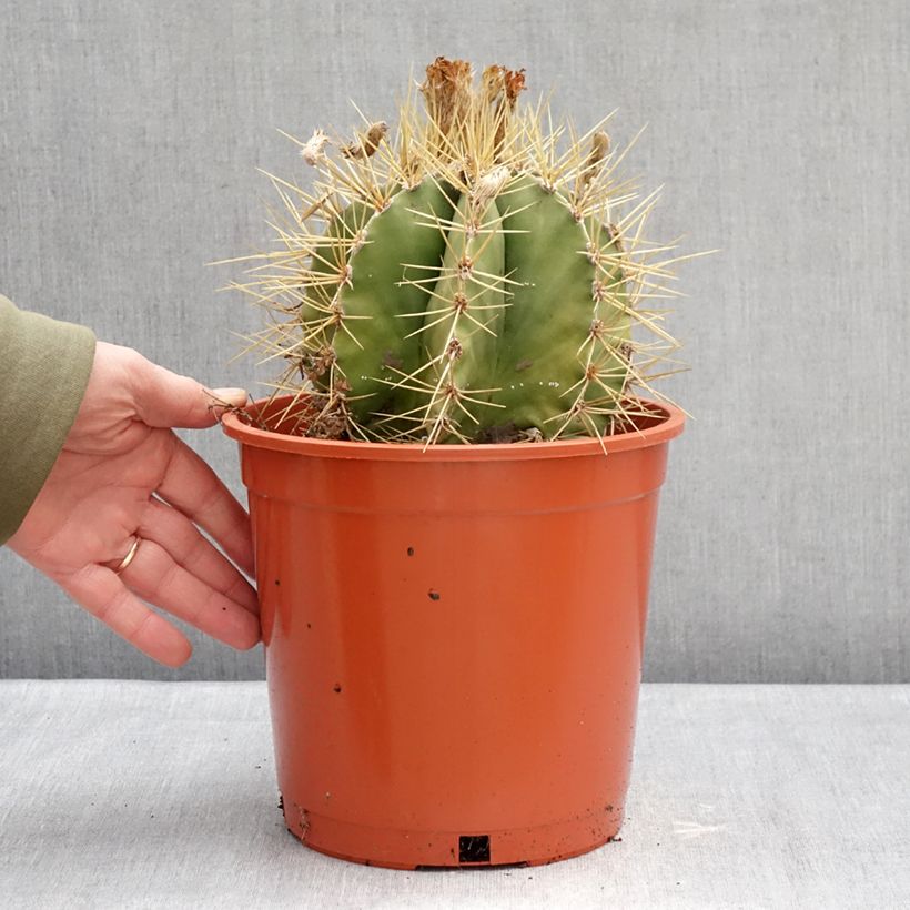 Cactus - Astrophytum ornatum Vaso da 4L/5L esemplare consegnato in inverno