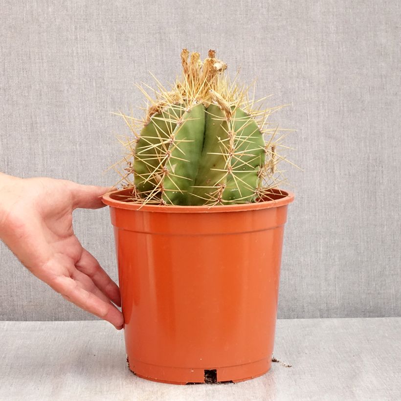 Esemplare di Cactus - Astrophytum ornatum Vaso da 4L/5L consegnato in estate