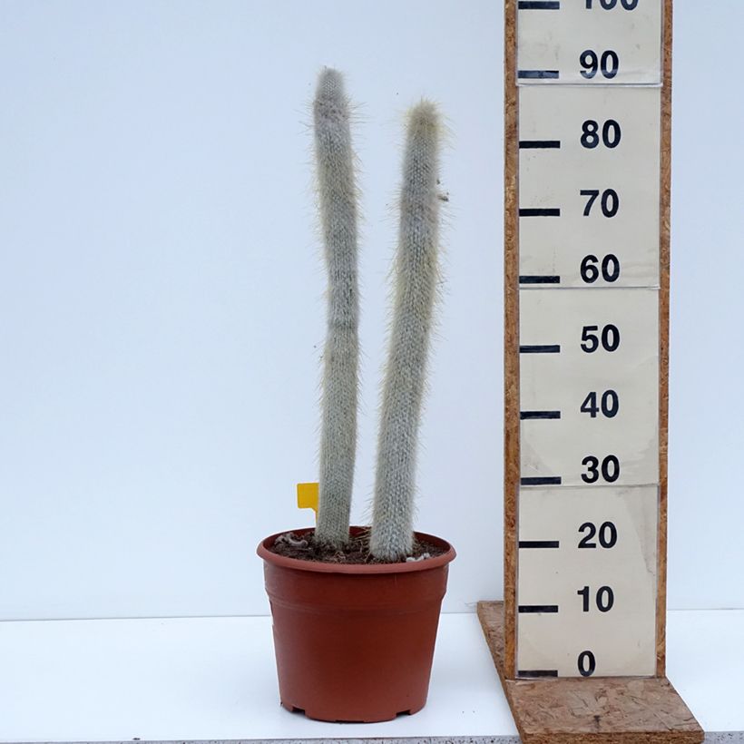 Cleistocactus strausii - Cactus Vaso da 12L/15L esemplare consegnato in inverno