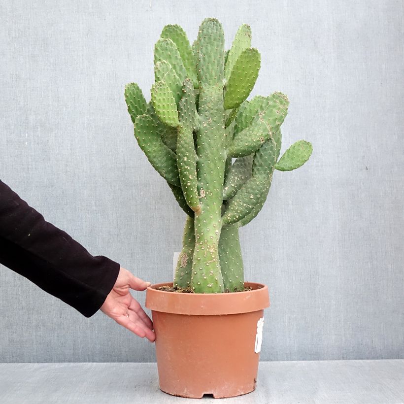 Esemplare di Cactus - Consolea rubescens Vaso da 7,5L/10L come consegnato in autunno