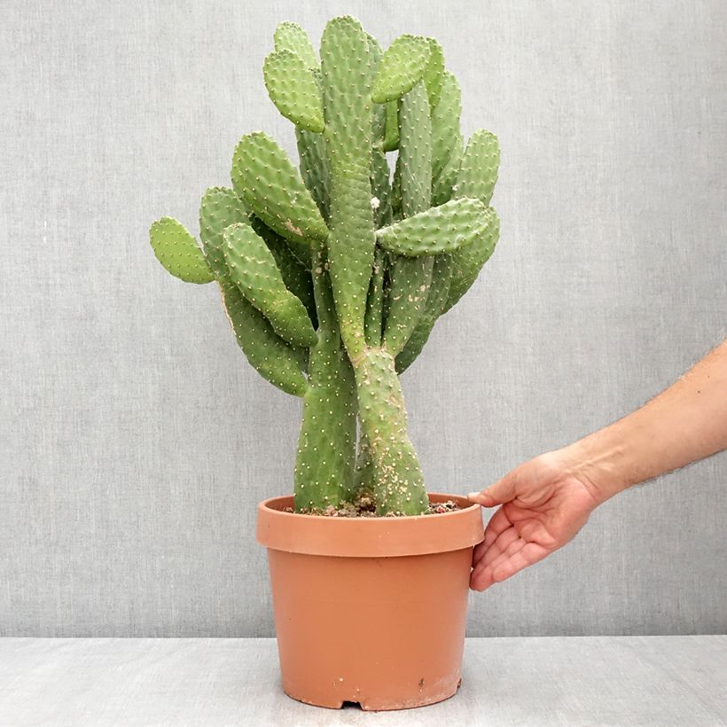 Esemplare di Cactus - Consolea rubescens Vaso da 7,5L/10L consegnato in estate