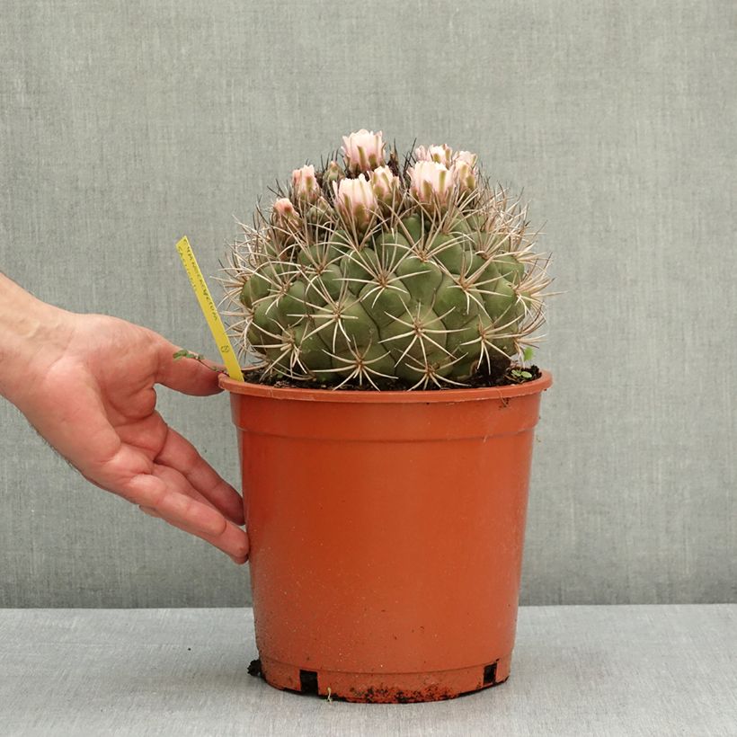 Cactus - Gymnocalycium saglionis Vaso da 4L/5L esemplare consegnato in primavera