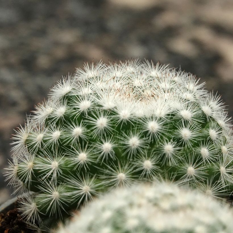 Cactus - Mammillaria candida (Fogliame)