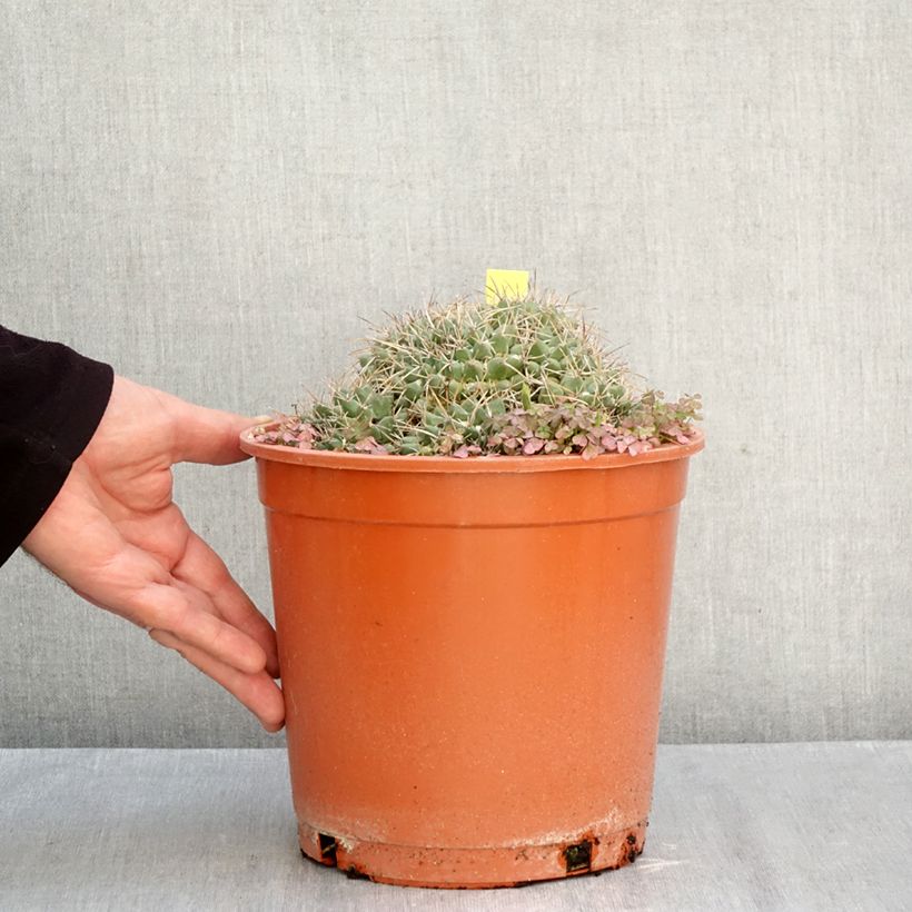Esemplare di Cactus - Mammillaria compressa Vaso da 4L/5L come consegnato in autunno
