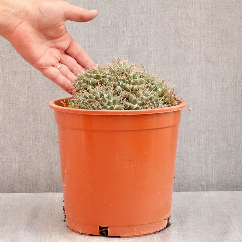Esemplare di Cactus - Mammillaria compressa Vaso da 4L/5L consegnato in estate