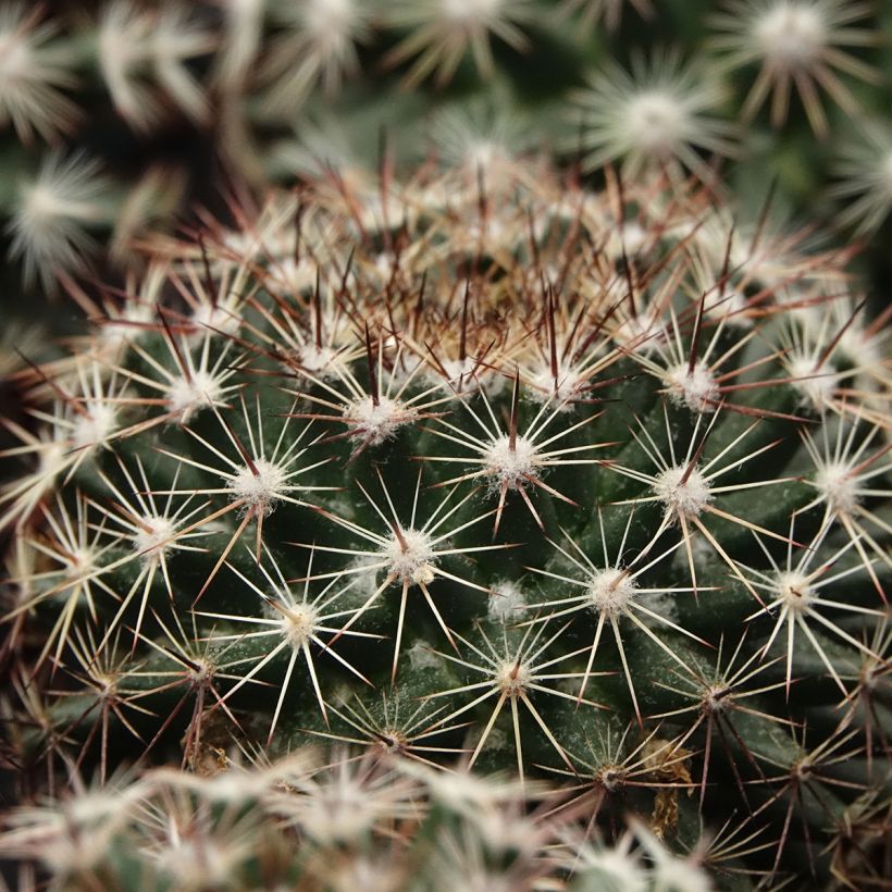 Cactus - Mammillaria heyderi (Fogliame)