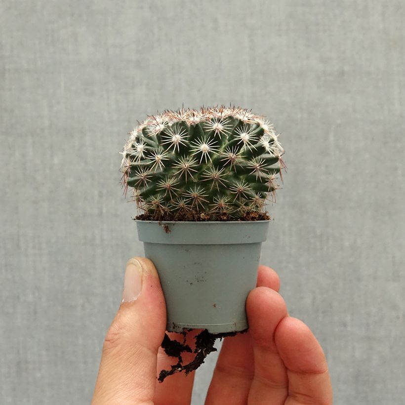 Cactus - Mammillaria heyderi Mini-plante esemplare consegnato in primavera