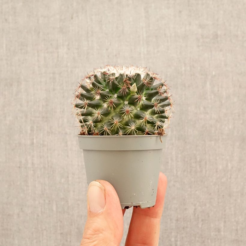 Cactus - Mammillaria marksiana mini-pianta esemplare consegnato in primavera