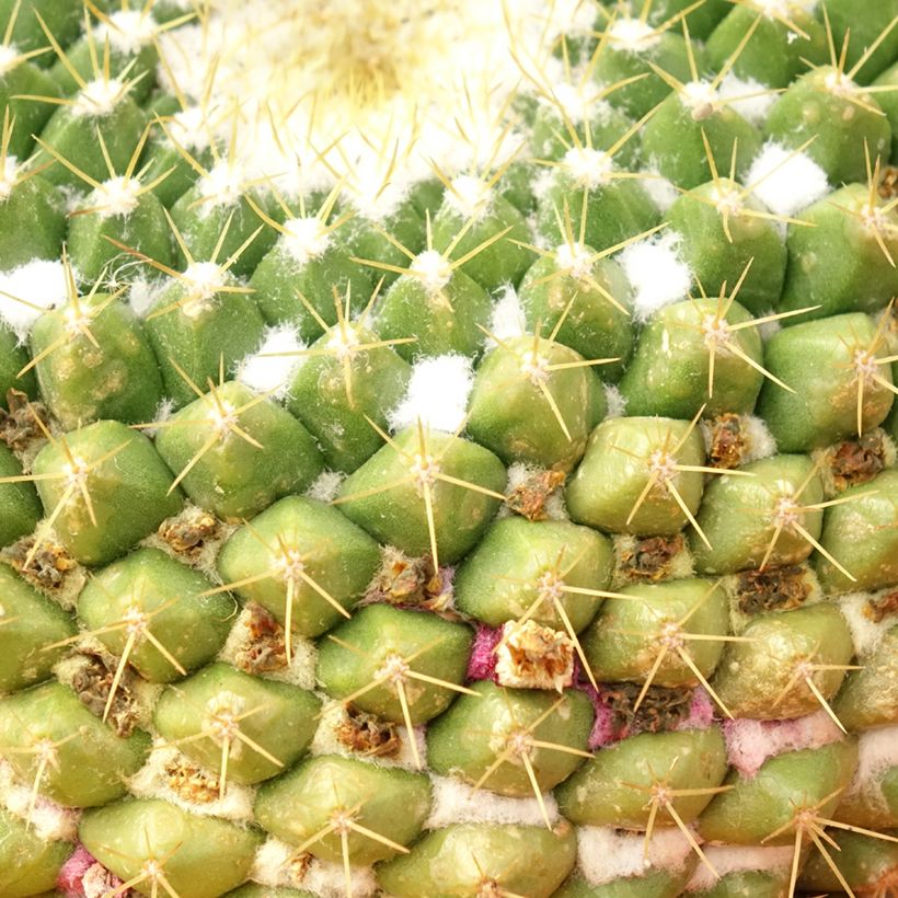 Cactus - Mammillaria marksiana (Fogliame)
