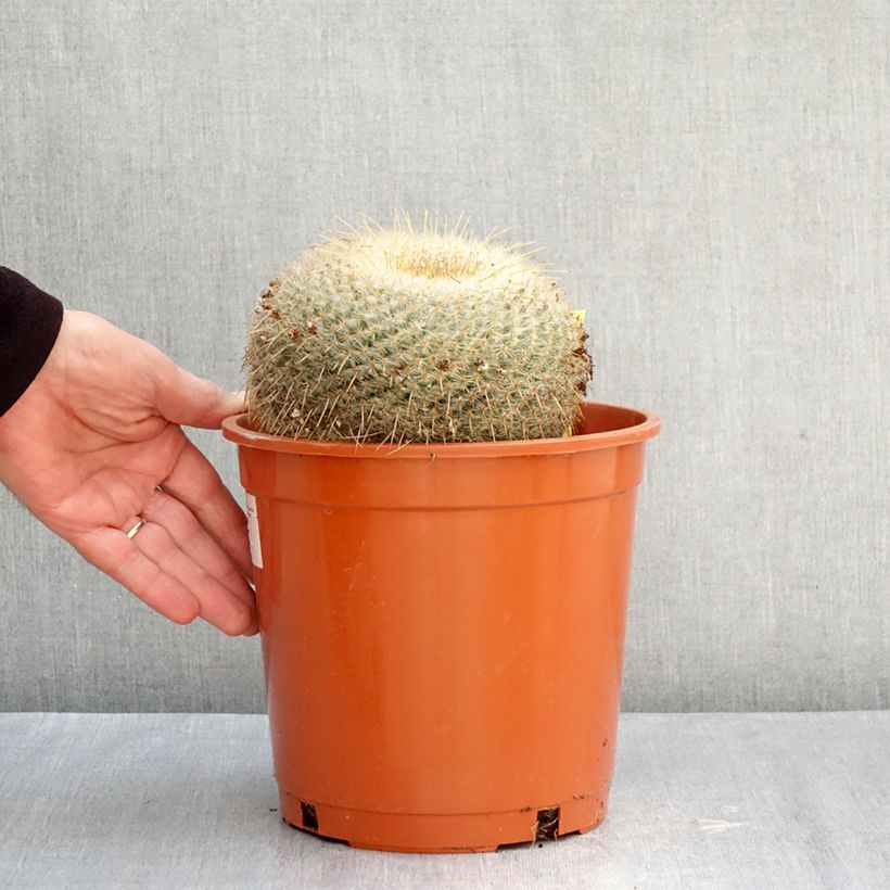 Esemplare di Cactus - Mammillaria muehlenpfordtii Vaso da 4L/5L come consegnato in autunno