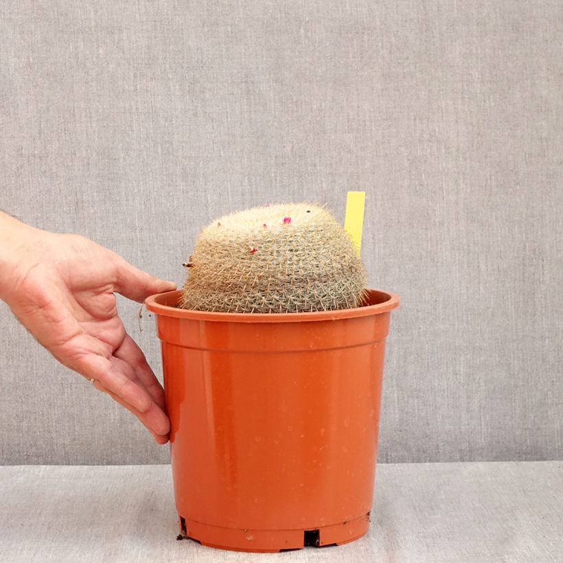 Esemplare di Cactus - Mammillaria muehlenpfordtii Vaso da 4L/5L consegnato in estate