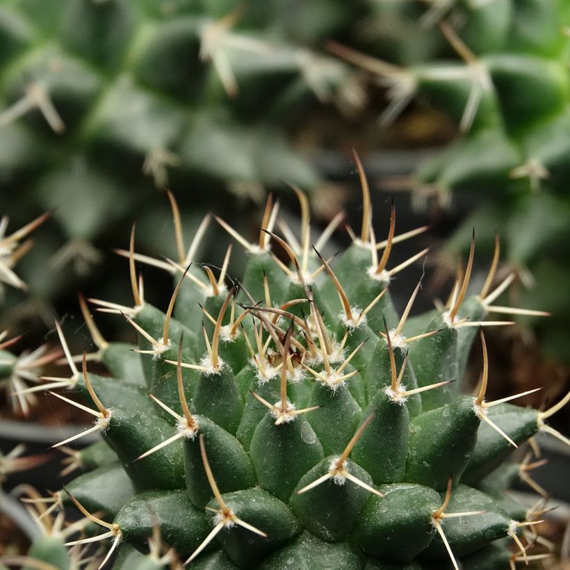 Cactus - Mammillaria nejapensis Silver Arrows (Fogliame)