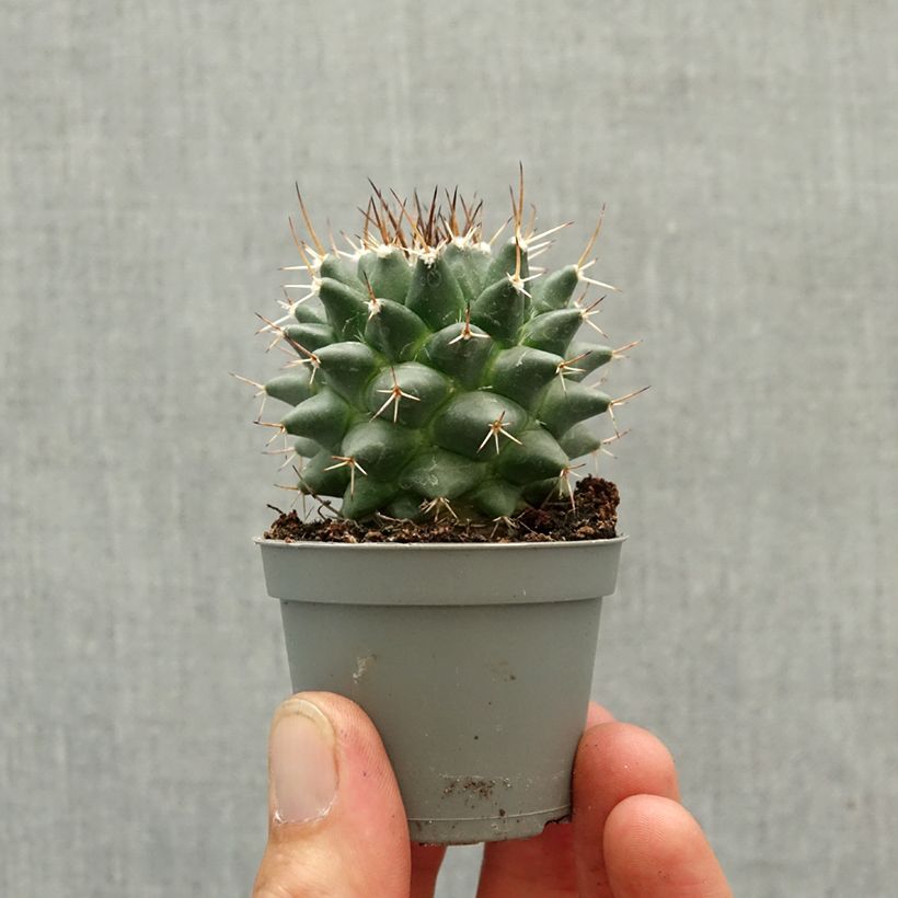 Cactus - Mammillaria nejapensis Silver Arrows mini-pianta esemplare consegnato in primavera