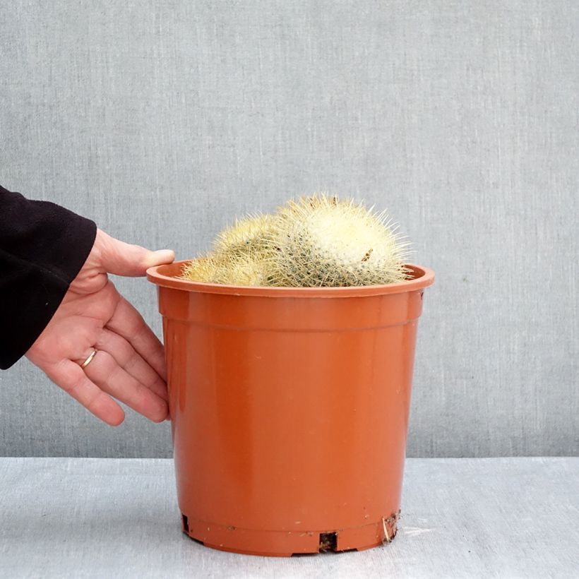 Esemplare di Cactus - Mammillaria pringlei Vaso da 4L/5L come consegnato in autunno