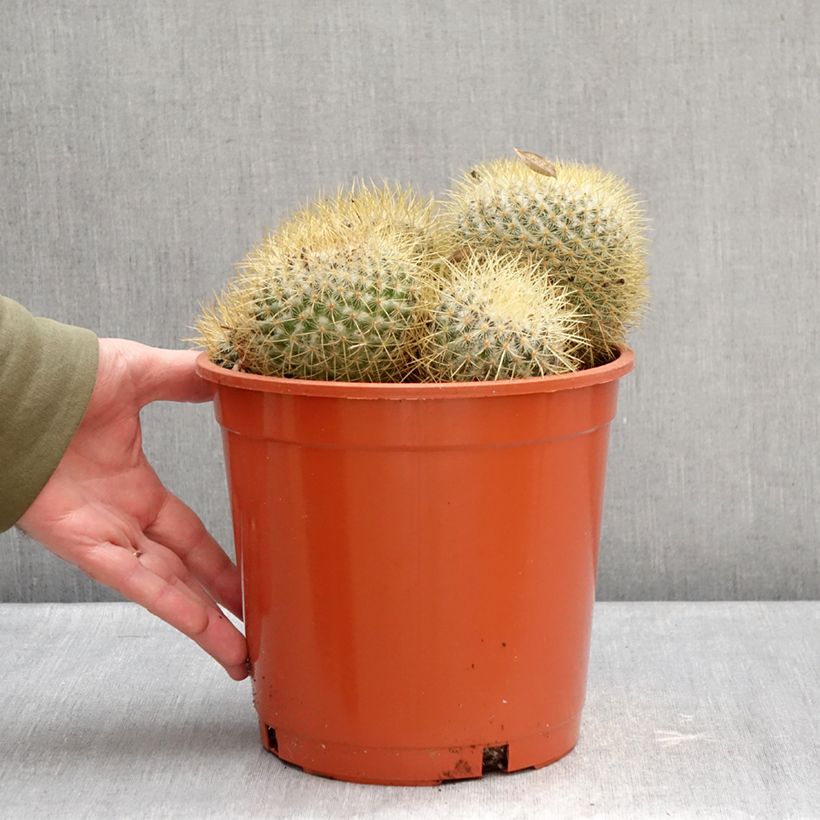 Cactus - Mammillaria pringlei Vaso da 4L/5L esemplare consegnato in inverno