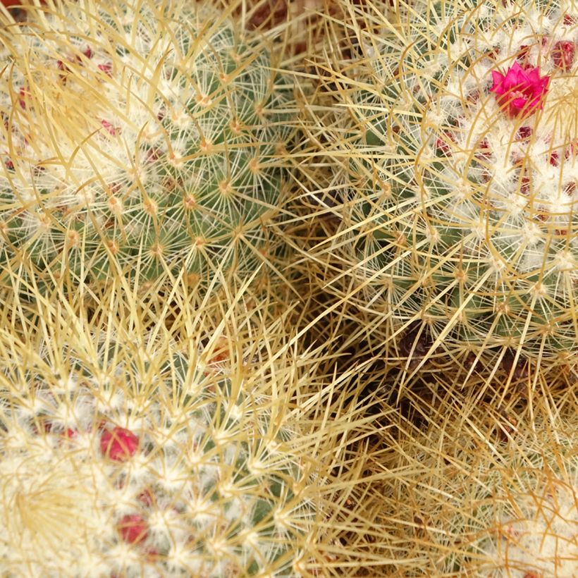 Cactus - Mammillaria pringlei (Fogliame)