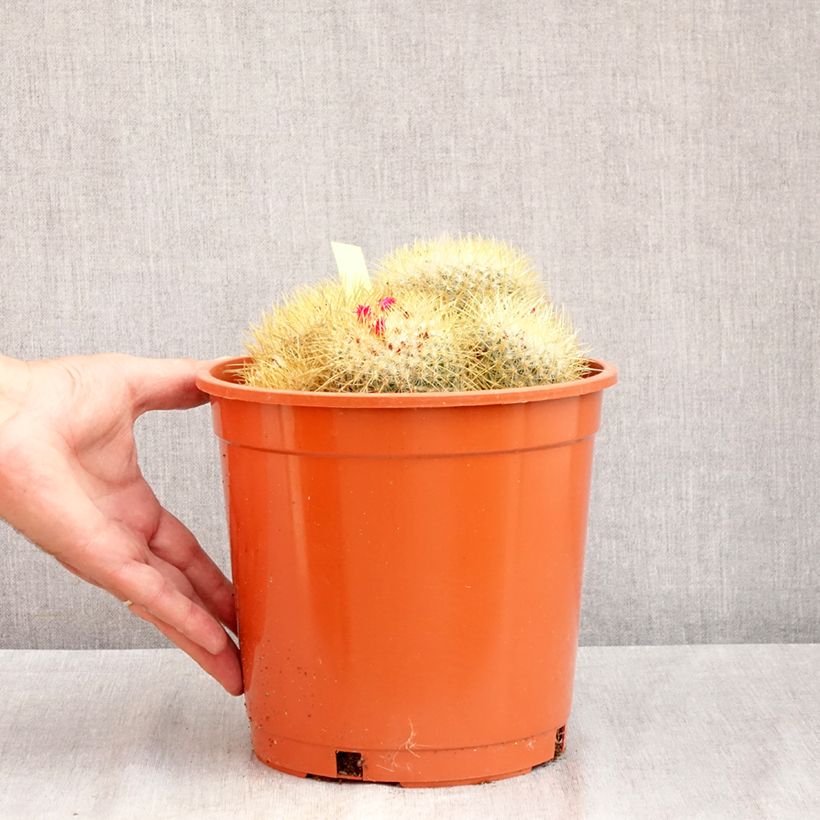 Esemplare di Cactus - Mammillaria pringlei Vaso da 4L/5L consegnato in estate