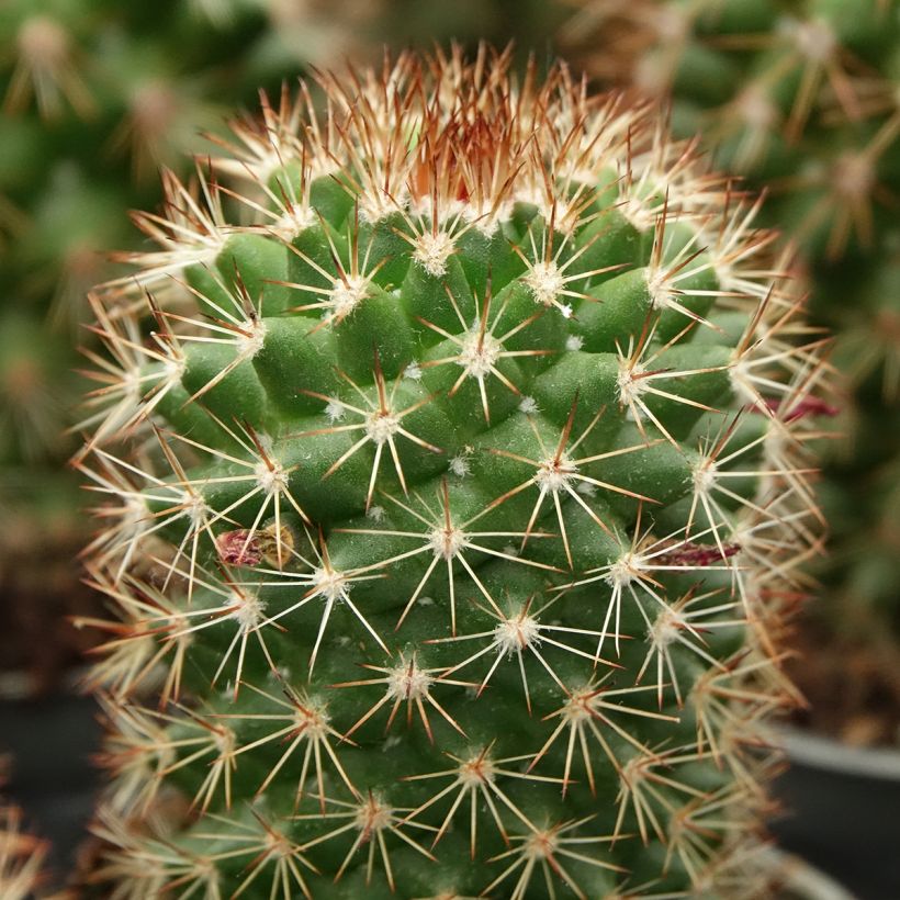 Cactus - Mammillaria ruestii (Fogliame)